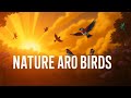 The Art of Cinematic Birdwatching #NatureAndBirds #PeacefulVibes #Wildlife