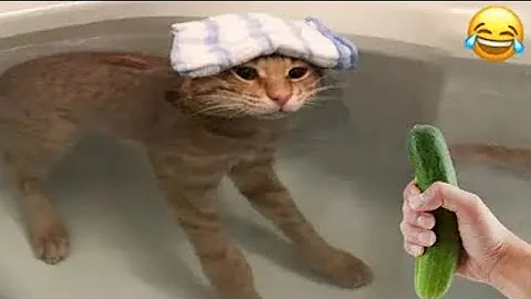 Video 7963351: best cat compilation, funny cats dogs, pet house