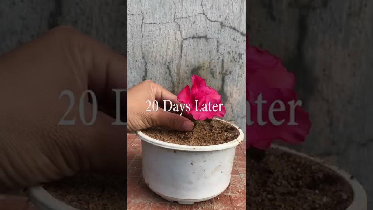 Simple and easy flower propagation 