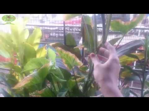 How to deal with leaves turning brown problem on Syngonium/Arrowhead or other philadendron plants.