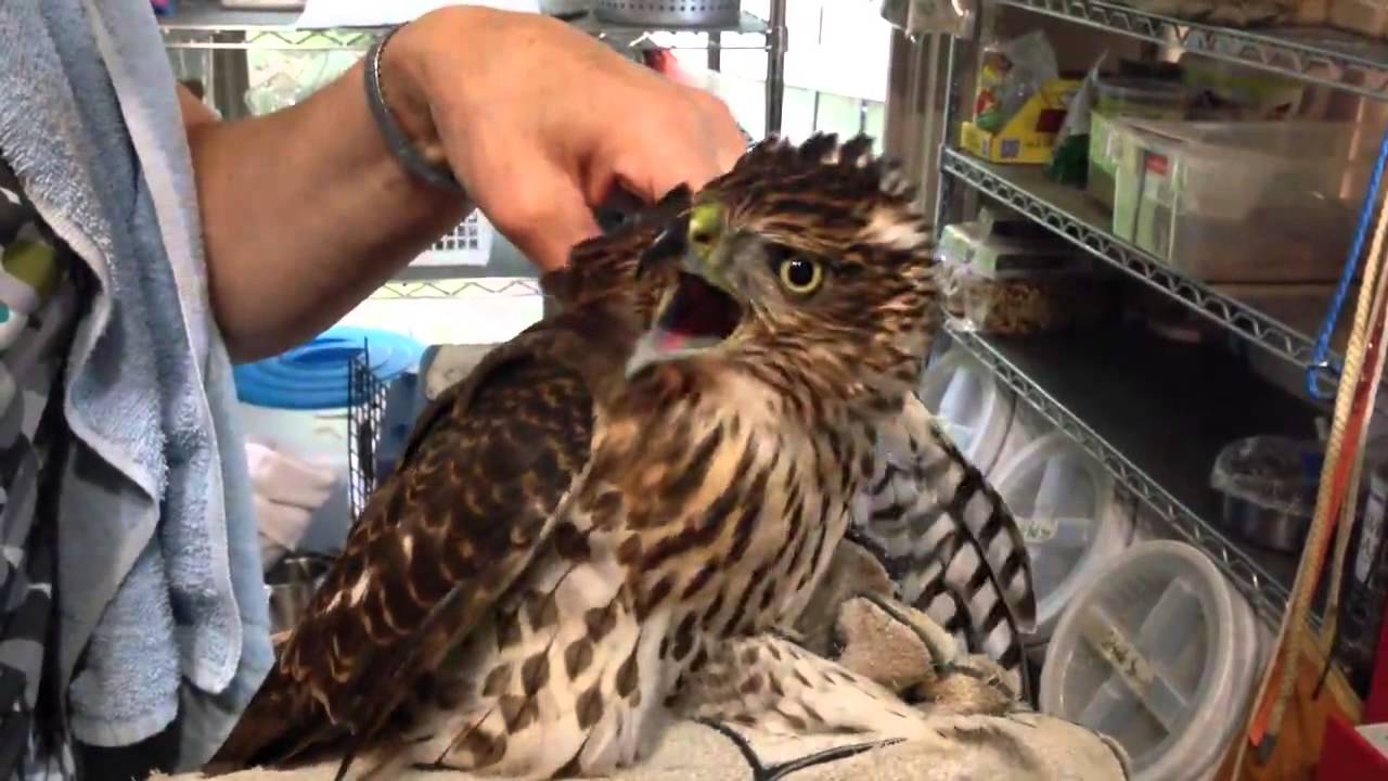 Cooper's Hawk YouTube