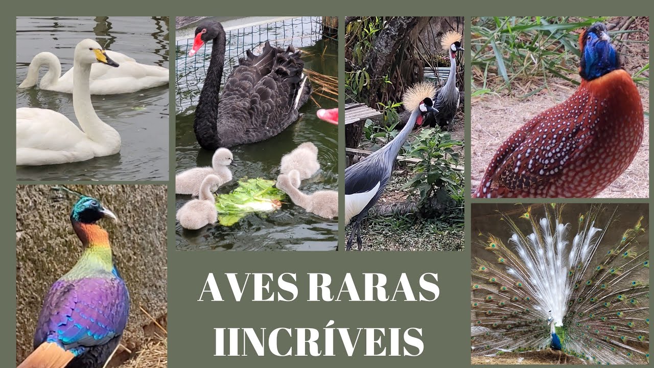 Visitando a @fazendavaledasaves um dos Maiores Criadores do Brasil!