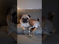 pug eats pop corn and finishes everything making little chihuahua mad