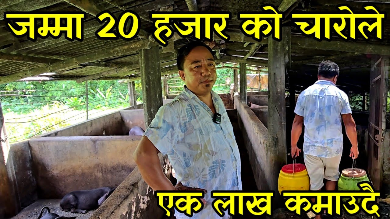 जम्मा 20 हजारको चारो खुवाएर 60 ओटा बङुर पाल्ने लिम्बू दाइ,महिनाकै एक लाख कमाउदै pig faring