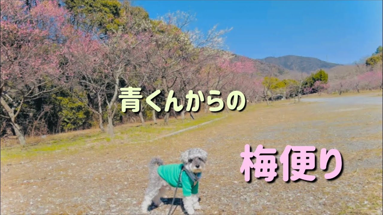 【青くんと梅散歩】真っ青な空と澄んだ空気にピンクや白の梅がとても可愛く咲いていました🥰