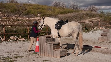 How to teach  Liberty Lining Up at Mounting block with Leo