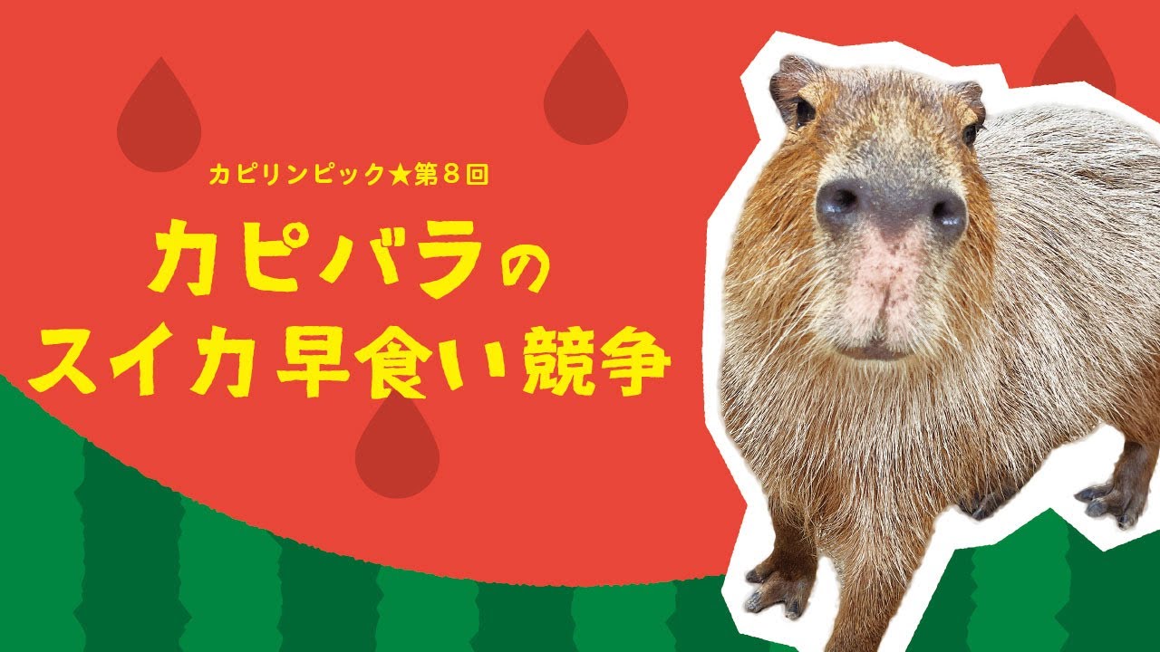 5園国コラボ☆第8回カピバラのスイカ早食い競争！ヘチマの圧巻の食べっ