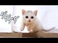 見るだけで目が回りそうなほど激しく動き回る白い子猫が元気すぎる！