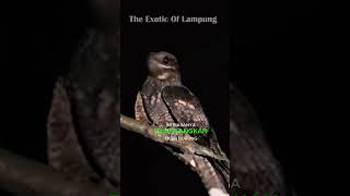 Download Lagu MITOS BURUNG CABAK DENGAN SUARANYA YANG ANEH PART 2 #shortvideo MP3 Download Lagu MITOS BURUNG CABAK DENGAN SUARANYA YANG ANEH PART 2 #shortvideo MP3
