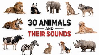 30 Animals and Their Sounds for Kids π¦ | Learn Animal Names in English | Toddler Learning Video 30 Animals and Their Sounds for Kids π¦ | Learn Animal Names in English | Toddler Learning Video