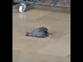 Sad pigeon sitting on the ground