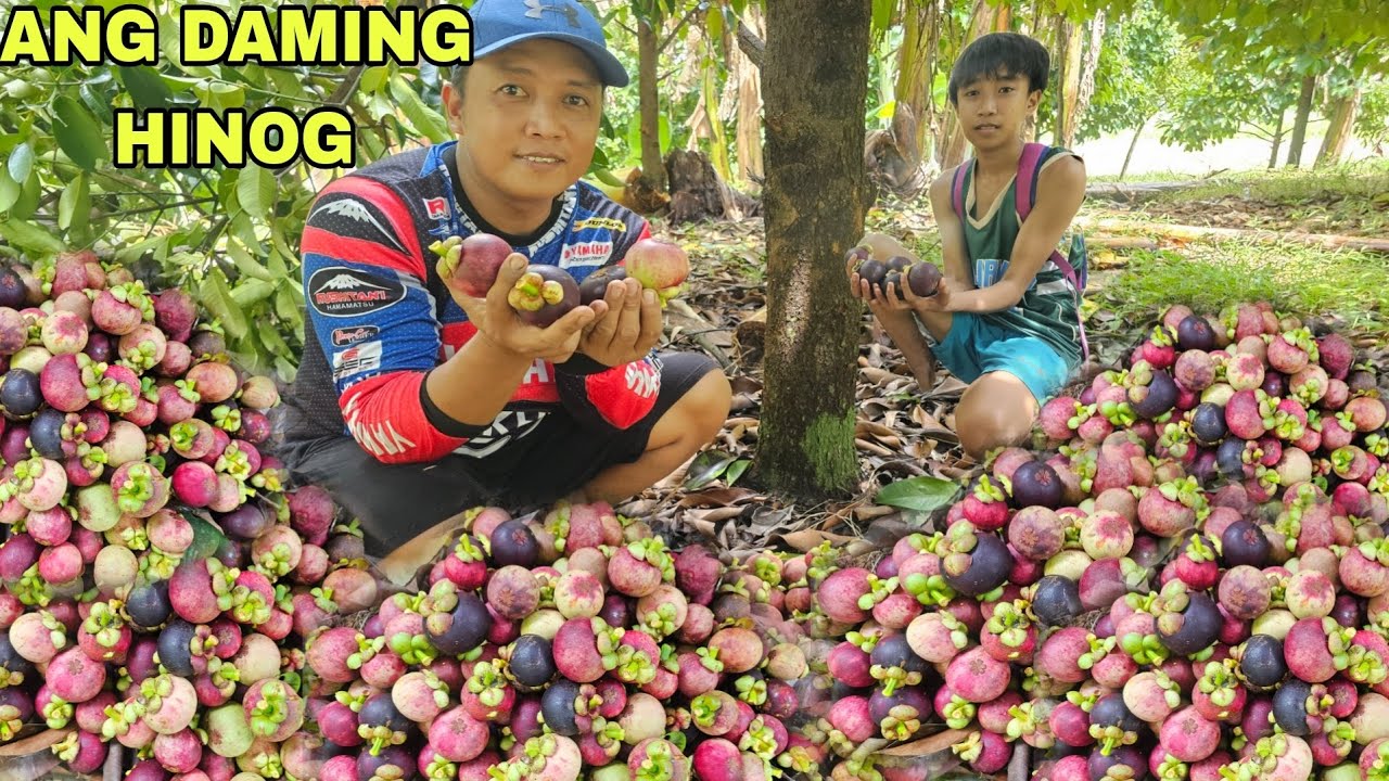 Pinaka masarap matamis variety mangoesteen Hitik na hitik sa bunga mga Prutas sa bukid