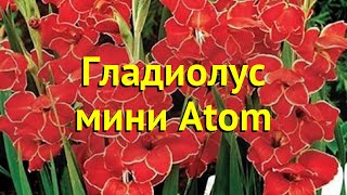 Гладиолус малый Атом. Краткий обзор, описание характеристик, где купить саженцы gladiolus Atom