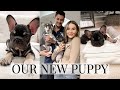 PICKING UP OUR NEW PUPPY | WEEKLY VLOG | NADIA ANYA Ad