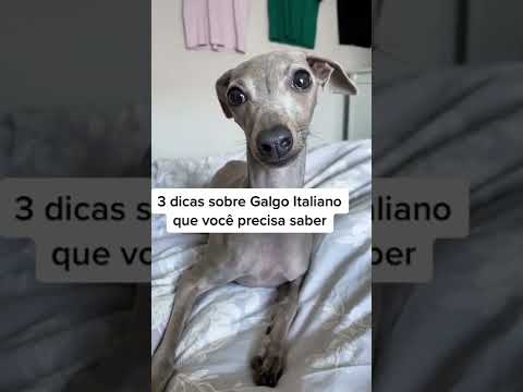 Vídeo: É um galgo italiano o cão certo para você?