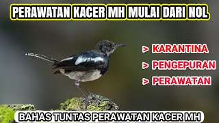 LANGKAH AWAL PERAWATAN BURUNG KACER HASIL OMBYOKAN  🐦 | FULL TUTORIAL