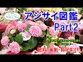 【ご紹介】アジサイ図鑑 Part2♪ 前回ご紹介出来なかった品種を一挙ご紹介♪【肥料・薬剤・剪定まで!!】