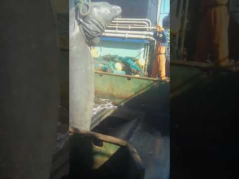 Elefante marino del Sur en barco chino Lu Qing Yuan Yu 206