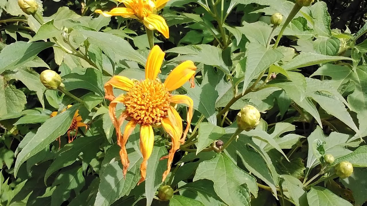 HOW TO MAKE ORGANIC FOLIAR FERTILIZER FROM GREEN LEAVES AND SAVE COST OF PRODUCTION IN FARMING