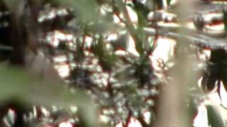 Nancy Today: Driving bumpily down a  backroad.  bad photography ASMR 'Sounds of Nature'