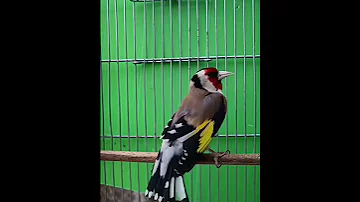 La Star Du Chant D Oiseaux BilelKios ChardonneretGolden بلال كيوس Chardonneret BK Chardonneret 