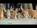 JAPON : Les chats sauvages surpassent en nombre les humains 6 à 1 sur cette île