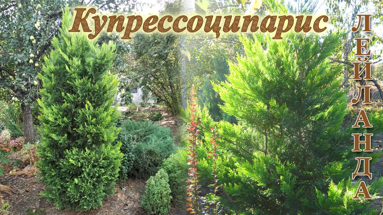 Купрессоципарис Лейланда - идеальное растение для живой изгороди на юге. Выращивание, формирование.