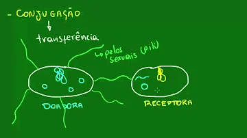 O que é conjugação das bactérias?