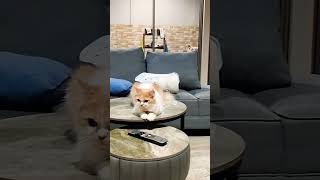 Download Lagu PD begadang rupa nya anabull #jalanyangjauhjanganlupapulang #studywithmeandmycat MP3