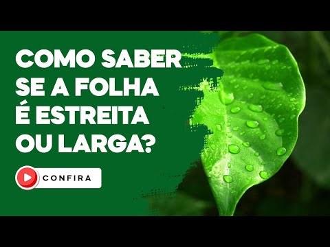 Vídeo: Diferença Entre Tablóide E Folha Larga