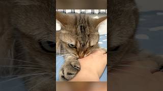 外泊した妹にガチギレする猫 #ポムしま