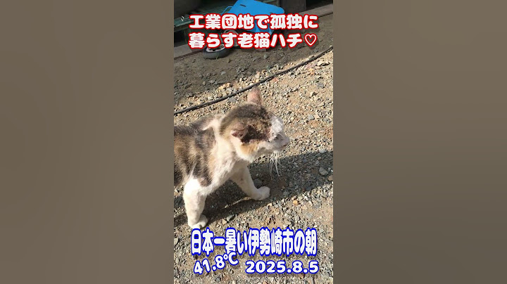 【野良猫】工業団地で孤独に暮らす老猫ハチ♡日本一暑い伊勢崎市の朝、41.8℃、2025.8.5