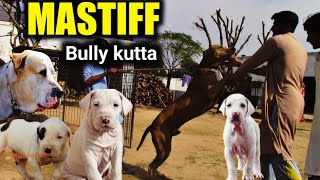 Mastiff bully kutta puppies for sale | best kennel for bully kutta