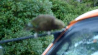 Franz Josef Glacier - Kea Attempting To Dismantle A Car