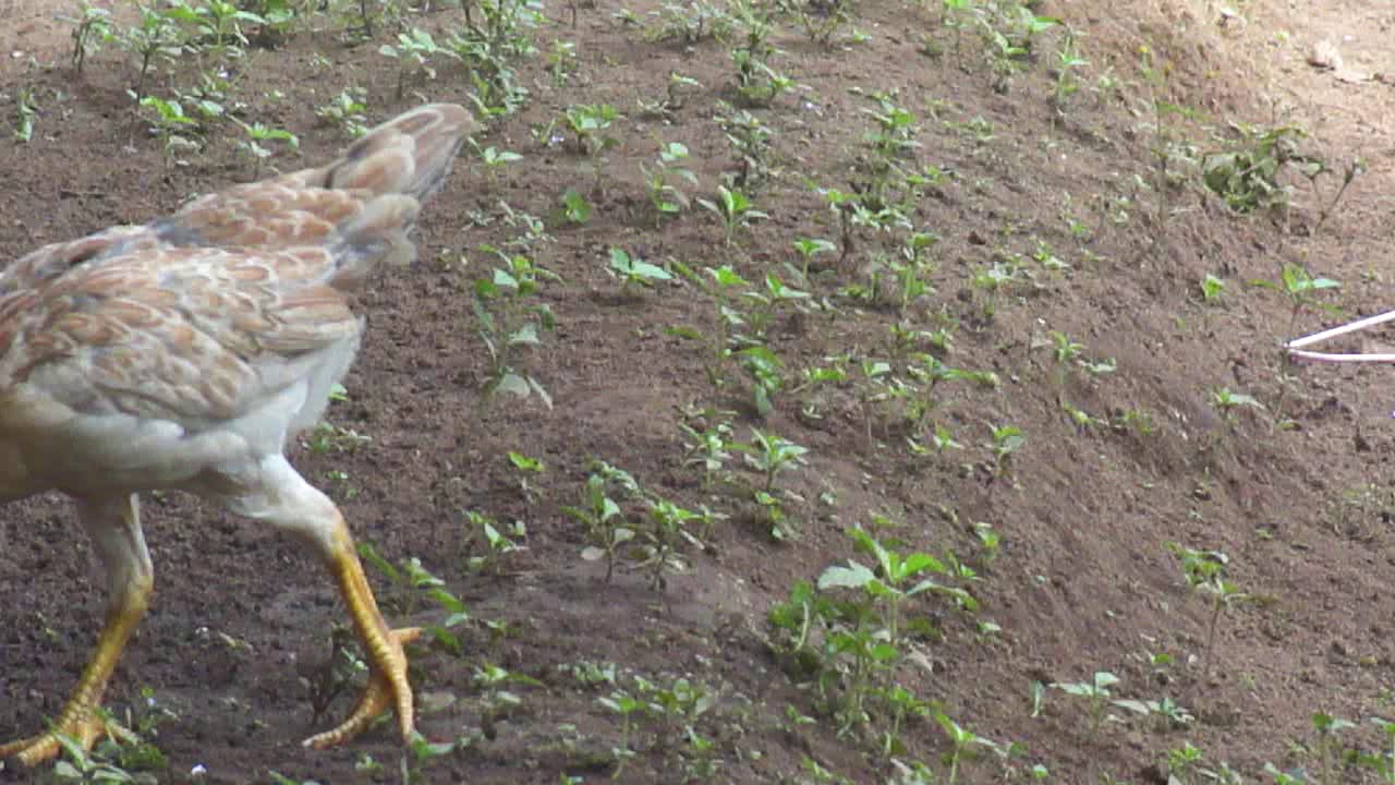 the lonely hen YouTube