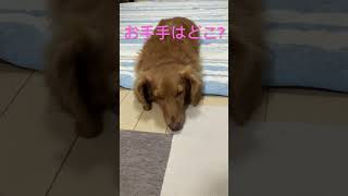 この姿勢が気に入ってます(by ワンコ) shorts 犬 ミニチュアダックス 日常