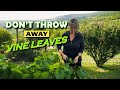 Don’t Throw These Away | Vine Leaves