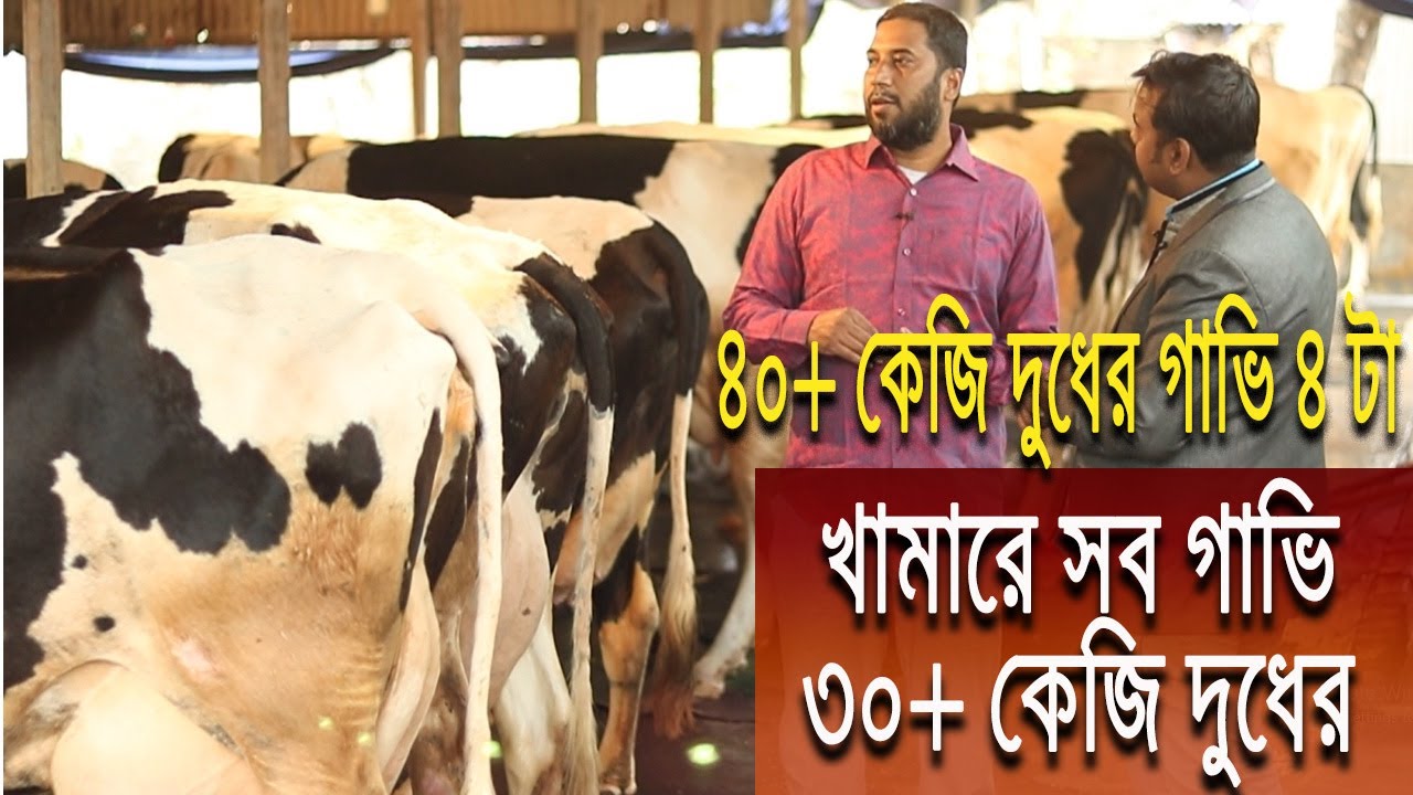 ৪০+ কেজি ৪ টা দুধের গাভি সহ এই খামারের সবগুলো গাভি ৩০+ কেজি দুধ দেয়। গাজীপুরের জাহাঙ্গীর ভাইর খামার