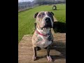 Dancing Daisy Dog