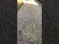Haciendo Napoles, Ants in a foraging trail.