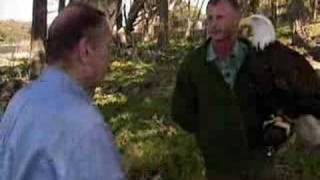 Bald Eagle Makes A Comeback (CBS News)