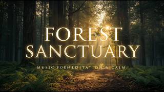 Wander Through a Tranquil Woodland Path: Sunlight, Trees, and Calm | Relaxing Nature Sounds