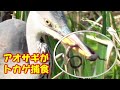 アオサギの若鳥がニホントカゲを捕食