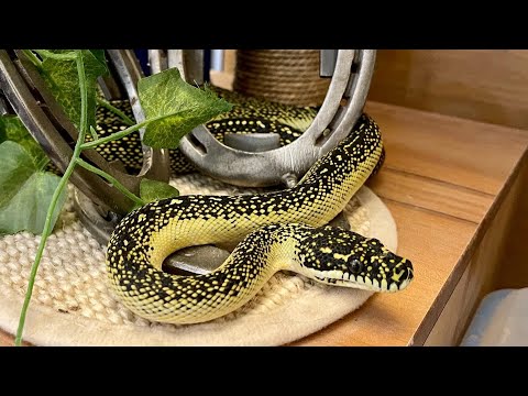 Free Roaming Snakes: Musical Montage