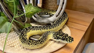 Free Roaming Snakes: Musical Montage