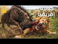 أشرس مفترسات أفريقيا معارك دموية لا تنتهي بين أشرس مفترسات القارة وثائقي عن الحيوانات