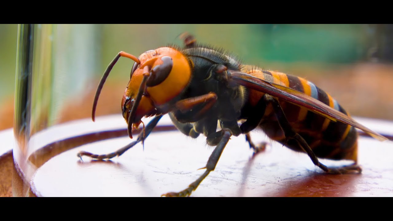Khuai hlauhawm leh tihbaiawm Nghàlpui leh a dangte