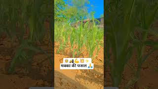 किसान की मेहनत 👳💯💪🙏#farming #farmerstruggle #whatsappstatus #farmer #viralvideo #jaijavanjaikisan
