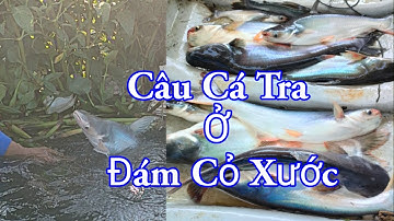 Câu Trúng Bầy Cá Tra Ở đám cỏ xước , mồi cám trứng vịt và trùng quắn