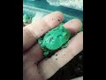 Common mistakes that will harm or kill your pacman froglet